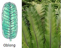 Image result for Phyllanthus ovalifolius