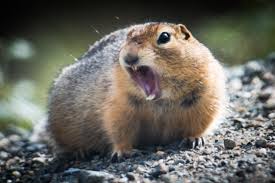 Picture of a ground squirrel. Arctic Ground Squirrel U S National Park Service