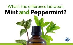 نتیجه جستجوی لغت [mint] در گوگل