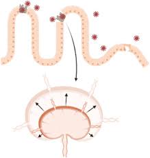 Francesco friedrich, né le 2 mai 1990 à pirna, est un bobeur allemand. European Journal Of Immunology Wiley Online Library