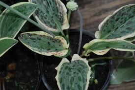 Image result for Drimiopsis