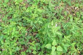 Image result for Desmodium uncinatum
