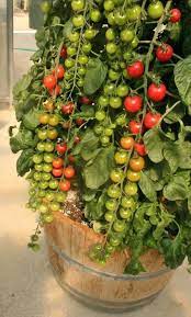 Large Red Cherry Tomato Indeterminate Grape Tomatoes Seeds Non Etsy In 2021 Tomato Garden Growing Cherry Tomatoes Growing Tomatoes In Containers