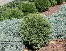 Image result for Grewia holtzii