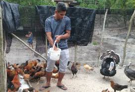 Reban ayam dari bahan buangan youtube. Hazli Tauke Ayam Kampung Harian Metro