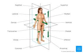 Before studying anatomy, a student should become aware of some of the vocabulary that is used to describe various aspects of the human body. Anatomical Terminology Planes Directions Regions Kenhub
