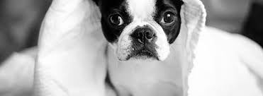 Jun 01, 2021 · the fire research division develops, verifies, and utilizes measurements and predictive methods to quantify the behavior of fire and means to reduce the impact of fire on people, property, and the environment. Glaucoma In Dogs Animal Eye Clinic