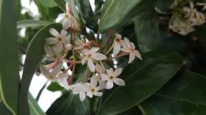 Image result for Ceropegia namuliensis