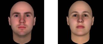Judgments of Dominance from the Face Track Physical Strength