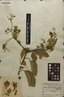 Image result for Cordia grandicalyx