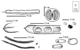 Image result for Bobgunnia madagascariensis