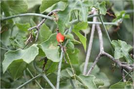 Image result for Corallocarpus epigaeus