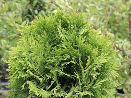 In dieser anleitung zeige ich euch, wie ihr einen thuja oder auch lebensbaum und konifere genannt richtig schneidet. Zwergiger Kugel Lebensbaum Danica Thuja Occidentalis Danica Baumschule Horstmann