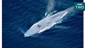 We did not find results for: The World S Largest Animal Ever Nature S Biggest Beasts Bbc Two Youtube