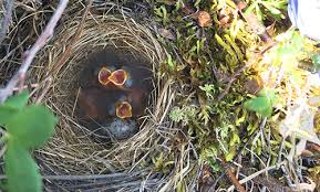 Browse 236 white crowned sparrow stock photos and images available, or start a new search to explore more stock photos and images. 30 June 2016 Birds Polartrec