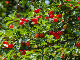 Prunus serotina of north america. Wild Cherry Planting Pruning Care And Harvest Of The Wild Cherries