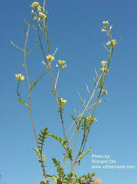 Image result for Erucastrum