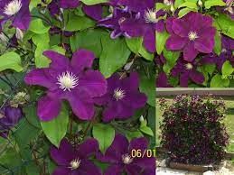 We did not find results for: Clematis Warszawska Nike Clematis Warszawska Nike Baumschule Horstmann