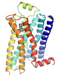 Makromolekul sempurna apa itu protein mungkin makromolekul yang terkandung dalam asam aminoalkanoic seluruh. Reseptor Terhubung Protein G Wikipedia Bahasa Indonesia Ensiklopedia Bebas