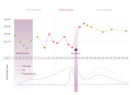 what is the menstrual cycle menstrual cycle phases