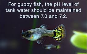 Guppy Fish Care Ecole