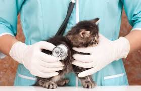 Yavru Kedi Bakimi Ve Saglik Sorunlari Heypati Adana Veteriner Klinigi 0533 193 72 84