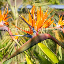 In the real world, bird droppings contain uric acid and if not removed in a very short period of time they can actually eat through a coating of wax or paint sealant and etch or. Strelitzia Reginae Orange Bird Of Paradise Buy Seeds At Rarepalmseeds Com