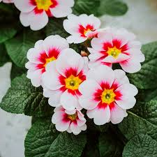 Image result for Primula