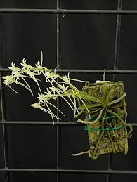 Image result for Mystacidium