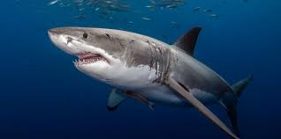 Image result for Shark