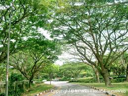 Image result for Samanea saman