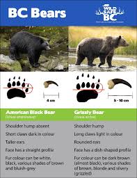 Maybe you would like to learn more about one of these? Black Bear Wildsafebc