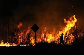 Australia S Government Needs To Take Drastic Action To Prevent Future Fires And So Do The Rest Of Us Australian Mammals Australia The University Of Sydney