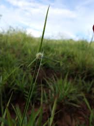 Image result for Kyllinga chrysantha