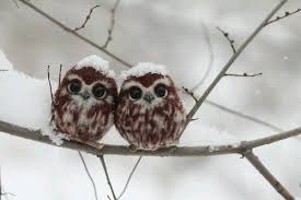 Image result for owls