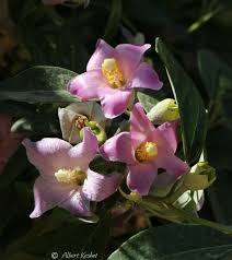 Image result for Lagunaria