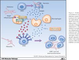 The use of asbestos dates back at least 4,500 years. Pdf Molecular Pathways Targeting Mechanisms Of Asbestos And Erionite Carcinogenesis In Mesothelioma Semantic Scholar