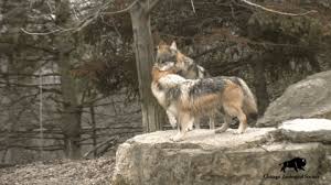 Of course i am sure everyone who reads it gets something unique out of it. Images Of Dances With Wolves Timmons Gif