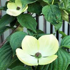 Image result for Cornus