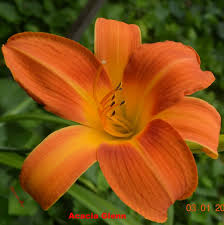 Image result for Glenniea