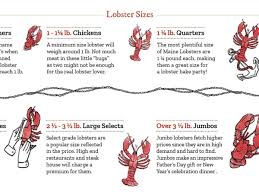 For example, to find out how many ounces there are in a quarter pound, multiply 16 by 0.25, that makes 4 oz in a quarter pound. What Size Lobster To Buy Picking The Right Size Lobster