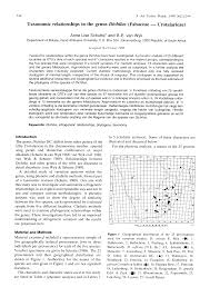 Image result for Dichilus