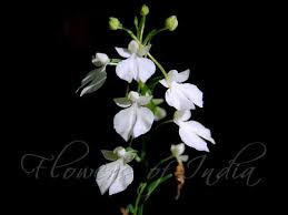 Image result for Habenaria silvatica