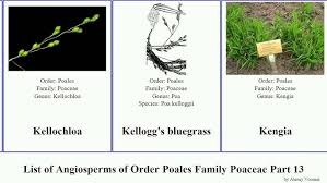 Image result for Harpachne schimperi