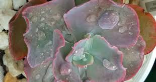 Echeveria Bumps Echeveria Succulents Plants