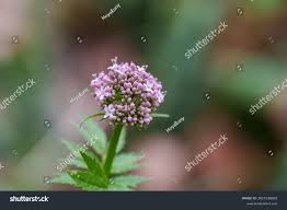 Image result for Valerianaceae