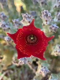 Image result for Cycnium tubulosum