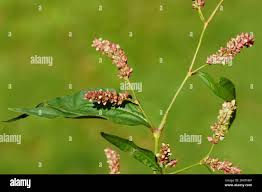 Image result for Persicaria lapathifolia