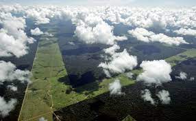 It has an astonishing value in the natural world in terms of the oxygen that it provides, the carbon dioxide that it consumes. From The Forest To Brasilia Brazil S Fight Over The Amazon Council On Foreign Relations