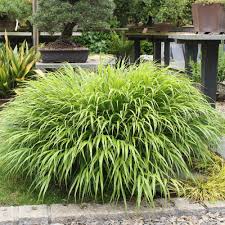 Image result for hakonechloa macra nicolas